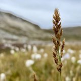 La graminée Calamagrostis lonana, récemment identifiée comme nouvelle espèce, a été découverte dans le Val d'Anniviers. Swiss Systematic Society/Luca Champoud